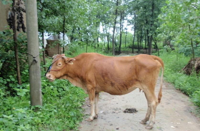 鄄城最新求一个套医保卡的黄牛是真的吗方法分析(最方便真实的鄄城求一个套医保卡的黄牛是真的吗还是假的方法)